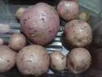 kerrs pink potatoes, 2011